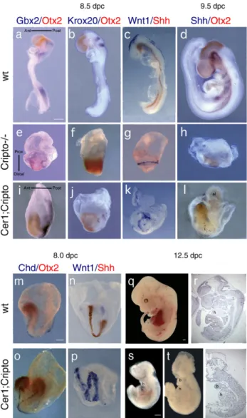 Fig. 1. Rescue of posterior neuroectoderm and trunk structures in Cer1;Cripto double mutant embryos