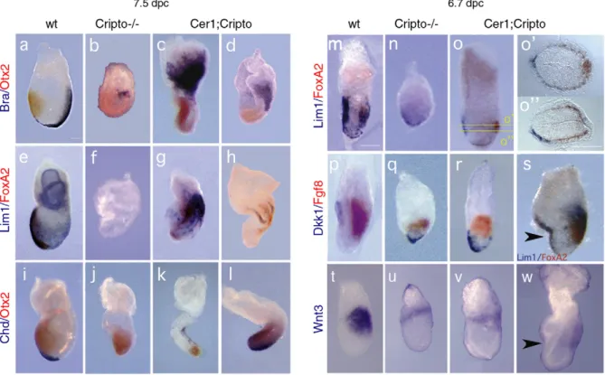 Fig. 2. Cer1;Cripto double mutants display rescue of AVE rotation, primitive streak elongation and node derivatives