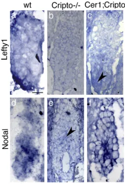 Fig. 3. Cer1;Cripto double mutants rescue Lefty1 and Nodal expression before gastrulation