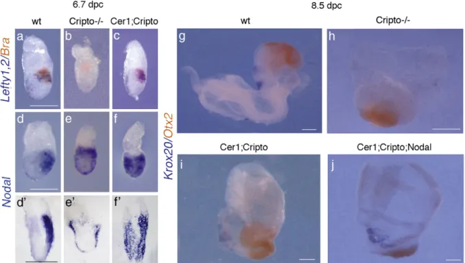 Fig. 4. The rescue observed in Cer1;Cripto double mutants is due to a recovery of Nodal signaling