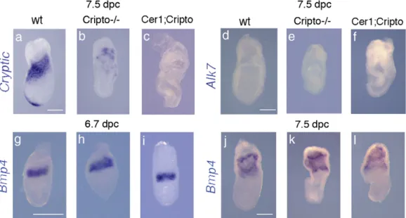 Fig. 5. Expression profiles of others genes involved the in Nodal pathway. (a – c) cryptic expression in the anterior and lateral mesoderm of the wt embryo (a), in the defective mesoderm close to the extraembryonic region of Cripto −/− (b) and Cer1;Cripto 