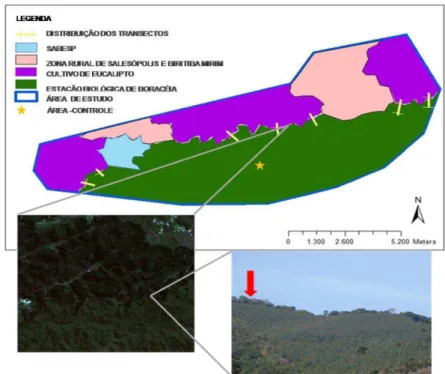 Figura 3 - Principais usos do solo na paisagem da área de estudo. A seta vermelha indica a borda da floresta, no  limite do cultivo de eucalipto 