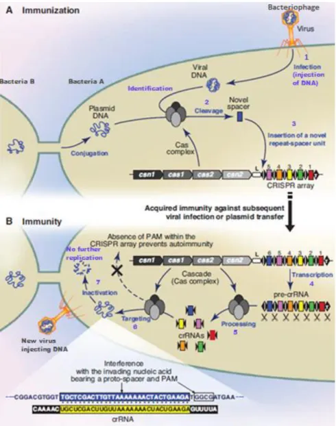 Figure 2-Crispr/Cas mechanism of action.  A) Immunization phase: Upon insertion of foreign DNA into the affected  prokaryote, the genetic material is recognised by the Cas complex and, subsequently, cleaved and integrated as a  newly acquired spacer into t