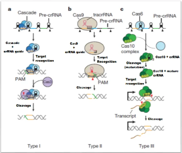 Figure 3- Mechanisms of different Crispr/Cas types. A) Type I systems possess a Cas protein complex (Cascade) that  is responsible for cleaving each repeat at the base of the stem–loop structure in the pre-crRNA, which results in the  formation of short cr