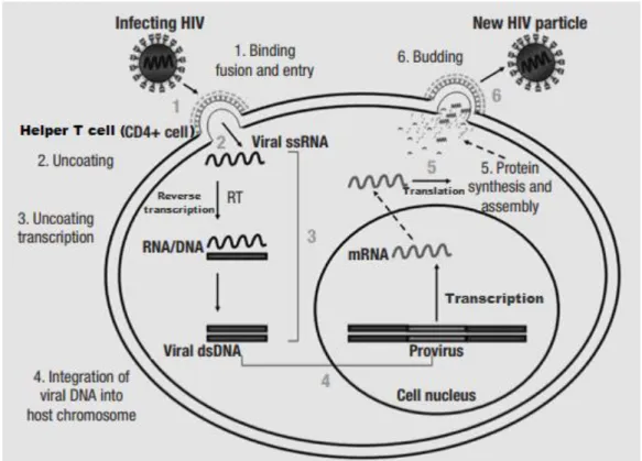 Figure 4- HIV replication cycle. The main steps in HIV replication are sequentially numbered from 1 to 6