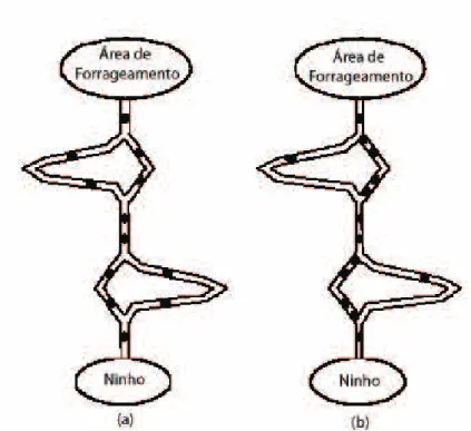 Figura 2.4: In´ıcio da explora¸c˜ao da ponte pelas formigas (a) Concentra¸c˜ao das formigas no caminho mais curto (b)