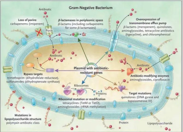 Figura 1- Mecanismos de Resistência em Bactérias Gram-Negativas  