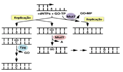 Figura 3 - Sistema GO e as proteínas Fpg, MutY e MutT. 