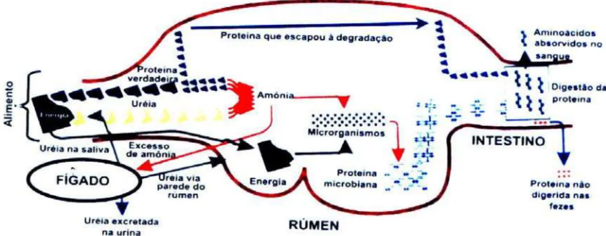 Figura 1 – Esquema simplificado do metabolismo da proteína em ruminantes       Adaptado de Lopes (1998), apud Coan (2004) 