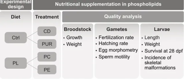 Figure 3.1 Experimental design to evaluate the effect of control diets (CD, PUR) and phospholipid  (PL) supplemented diets (PC and PE) on zebrafish growth, reproduction, gametes quality and skeletal  development