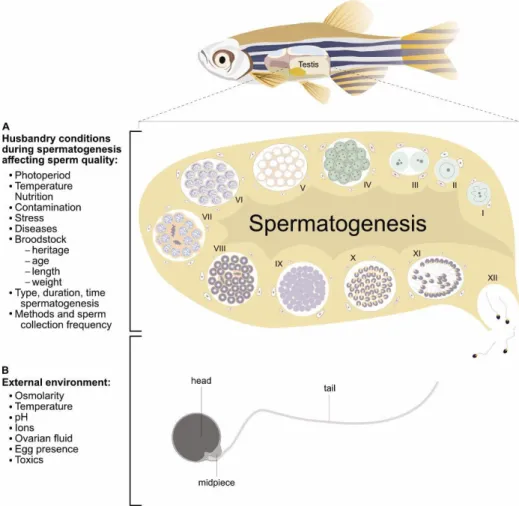 Figure 1.1 Factors affecting zebrafish sperm quality. Schematic representation the two main factors  affecting sperm quality: A) the husbandry conditions affecting sperm quality during spermatogenesis  and  B)  external  environment  conditions  into  whic