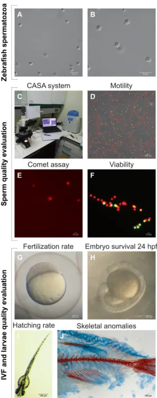 Figure  1.2  Zebrafish  sperm  quality  evaluation.  A)  zebrafish  spermatozoa,  B)  spermatozoon  tail,  midpiece  and  head,  C)  CASA  system  and  programable  biofreezer  for  cryopreservation,  D)  sperm  motility  analysis  through  CASA  system,  