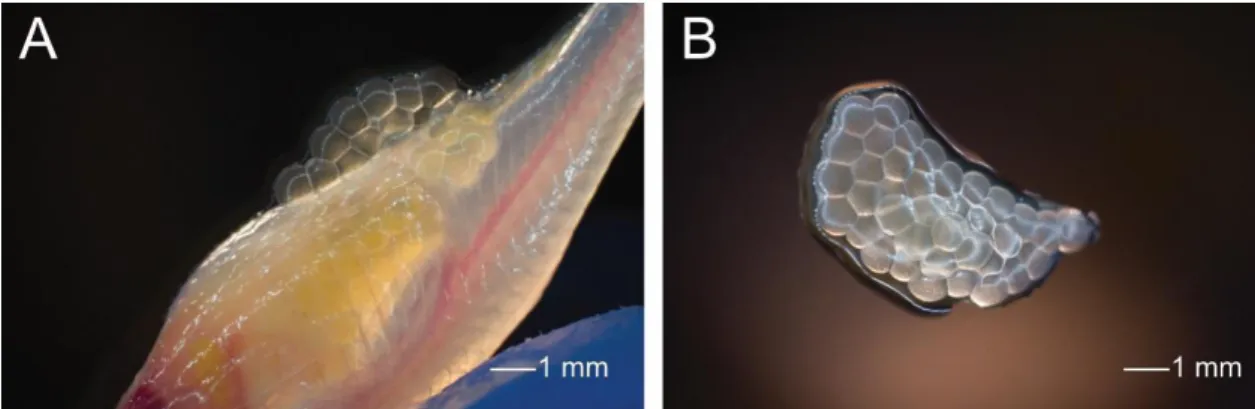 Figure 2.3 Representation of oocyte collection with casper zebrafish. A) oocyte collection, B) good  quality clutch example to use in in vitro fertilization