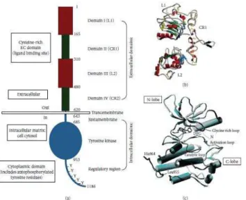 Figura 3 Estrutura molecular do EGFR. (A) domínio extracelular: domínio I: L1; domínio II: 