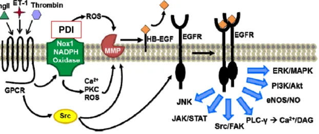 Figura 4 Possível papel da PDI na ativação do EGFR na vasculatura. A fosforilação do  EGFR ocorre viaNox-1 ativada pela angiotensina II, endotelina ou trombina e por ativação  direta  dos  ligantes  específicos  do  fator  de  crescimento  epidermal
