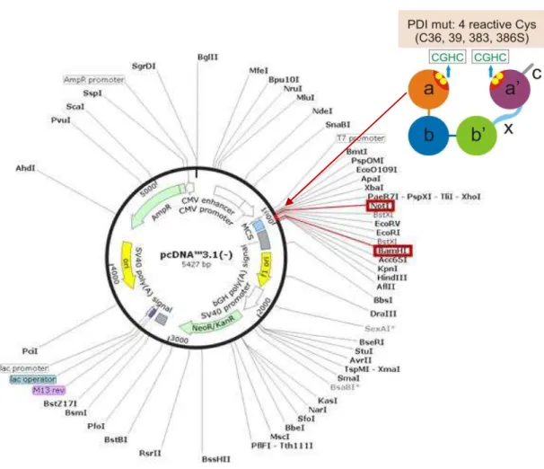 Figura  6  Identificação  do  sítio  de  clonagem  da  PDI.  Mapa  plasmidial  contendo  a  seqüência  para  PDI  wild  type  ou  PDI  mutada  em  suas  quatro  cisteínas  dos  sítios  redox  ativos (PDI Mut)