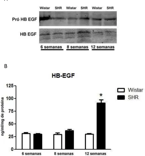 Figura 9 Expressão do HB-EGF na aorta torácica e no plasma de ratos Wistar e SHR  durante  o  desenvolvimento  da  hipertensão  arterial