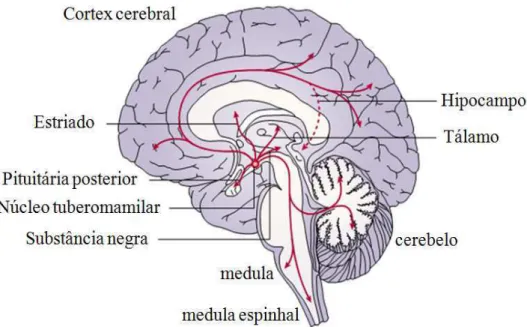 Figura 2.  Sistema  produtor de histamina no  cérebro humano:  origem  e propagação. Existem em  torno de 64.000  neurônios  produtores  de  histamina  localizados  principalmente  em  uma  região  do  cérebro  denominada  de  núcleo  tuberomamilar