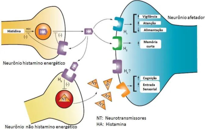 Figura 3. Representação esquemática da função do receptor H 3  que engloba sua estimulação pela histamina (HA)  nos  neurônios  histamino  energéticos  que  inibem  a  síntese  de  mais  HA  (através  da  enzima  HDC-  histidina  descarboxilase)  e  conseq