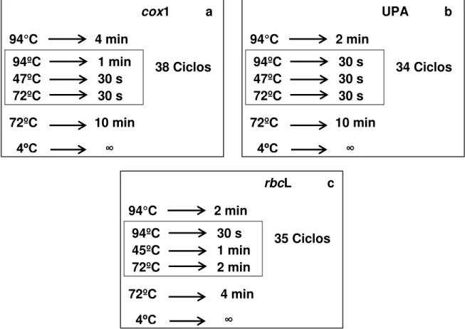 Figura 02. Ciclos para PCR dos três marcadores utilizados neste trabalho retirados, de a) Saunders   (2005),  b) Sherwood &amp; Presting  (2007), c) Freshwater et al