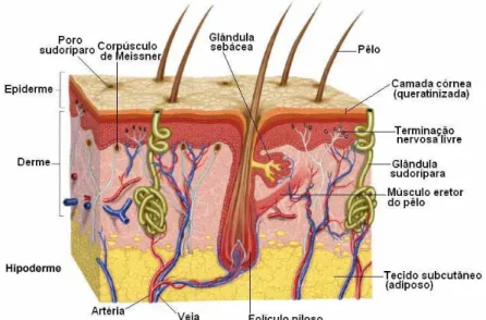 Figura 1.1. Estrutura da pele, hipoderme e estruturas anexas. 18 