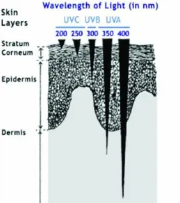 Figura 1.3. Penetração dos diferentes comprimentos de onda da radiação UV na pele. 48