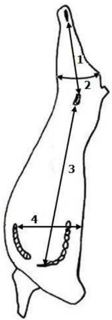 Figura 1  –  Mensurações na carcaça. 1: comprimento do pernil, 2: perímetro do pernil; 3: 