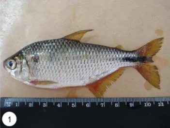 Figura  1.  Fotografia  de  um  exemplar  de  A.  altiparanae  macho  com  aproximadamente  11  cm  de  tamanho