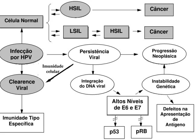 Figura 3: Mecanismo de carcinogênese do Papilomavirus Humano (HPV). HSIL, lesão  escamosa intraepitelial de alto grau; LSIL, lesão escamosa intraepitelial de baixo grau; RB,  gene do Retinoblastoma