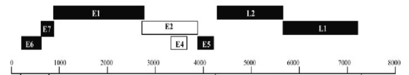 Figura 6: Genoma do HPV DNA, apresentado de forma linear. Retirado de Wilson et al., 2005