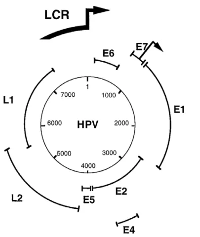 Figura 7: Esquema do genoma do HPV, circular com 8000 pb. Retirado de Desaintes &amp; 