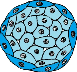 Figura 1: Representação esquemática da formação de uma colônia de células. Em uma mono- mono-camada temos as células ativas (azuis) que são as mais externas na colônia, e as internas (verdes) que são inibidas por contato