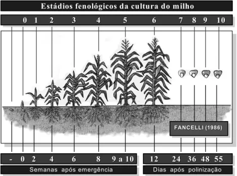 Figura 1 - Ciclo da cultura: estádios de crescimento e desenvolvimento referentes fase  vegetativa (0 a 5) e fase reprodutiva (6 a 10) (Fancelli, 1986)