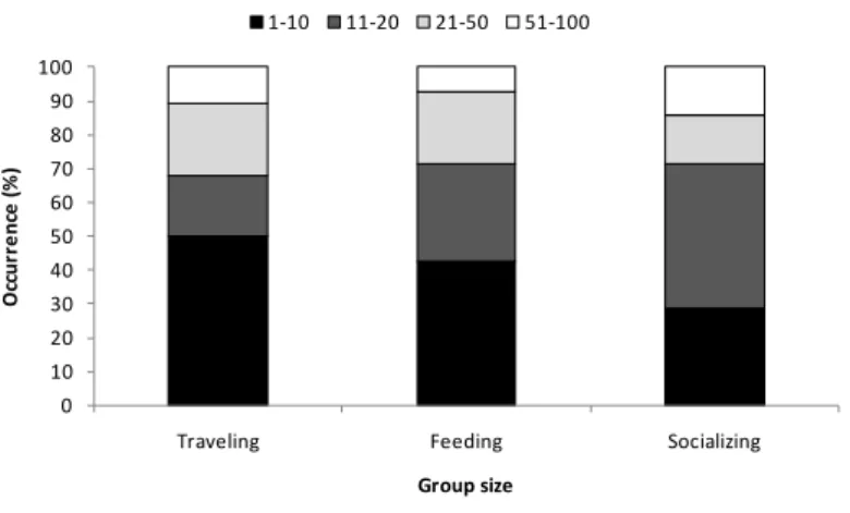 Fig. 4. Group size of common dolphin during traveling, feeding and socializing (n=49)