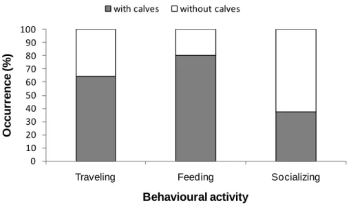 Fig. 6.  Presence and absence of calves in common dolphin groups during traveling,  feeding and socializing (n=51)