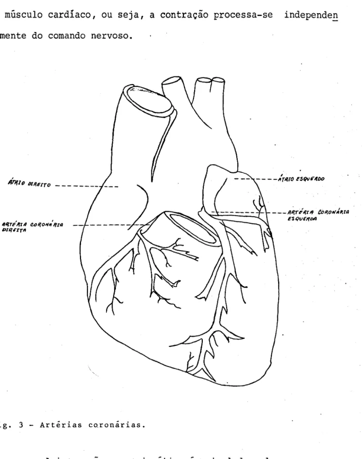 Fig. 3 - Artérias coronárias.