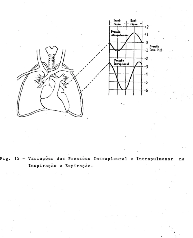 Fig. 15 - VariaçSes das Press5es Intrapleural e Intrapulmonar na Inspiraçio e Expiraçio .
