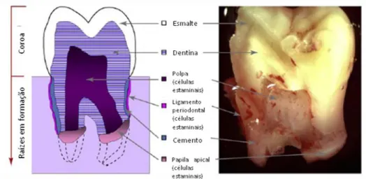 Figura nº 1 – Fotografia e diagrama de um terceiro molar humano após extracção. Adaptado de um estudo de  Volponi et al., (2010) 