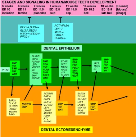 Figura  nº  2  -  Diferentes  fases  do  desenvolvimento  dentário,  alguns  factores  genéticos  que  afectam  os  fenótipos e algumas moléculas sinalizadoras e factores de crescimento expressos pelo epitélio e mesênquima  dentários