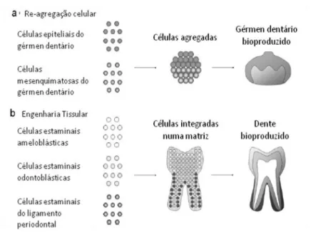 Figura  nº  5  –  Métodos  para  produzir  um  dente  a  partir  de  células  dissociadas,  (a)  re-agregação  celular,  (b)  engenharia  tissular