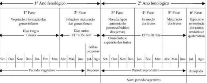 Figura  1  –  Esquematização  das  fases  fenológicas  em  ciclo  bianual  do  cafeeiro  arábica  para  as  condições climáticas do Brasil 