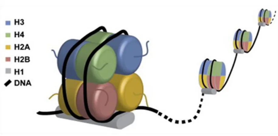 Figura  2.  Modelo  esquemático  da  organização  estrutural  do  nucleossomo.  As  proteínas  histonas  são  representadas  por  H3,  H4,  H2A,  H2B  e H1