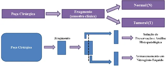 Figura 4. Captação de fragmentos de amostras clínicas.  Esquema representativo da coleta  das  amostras  clínicas  utilizadas  no  presente  trabalho