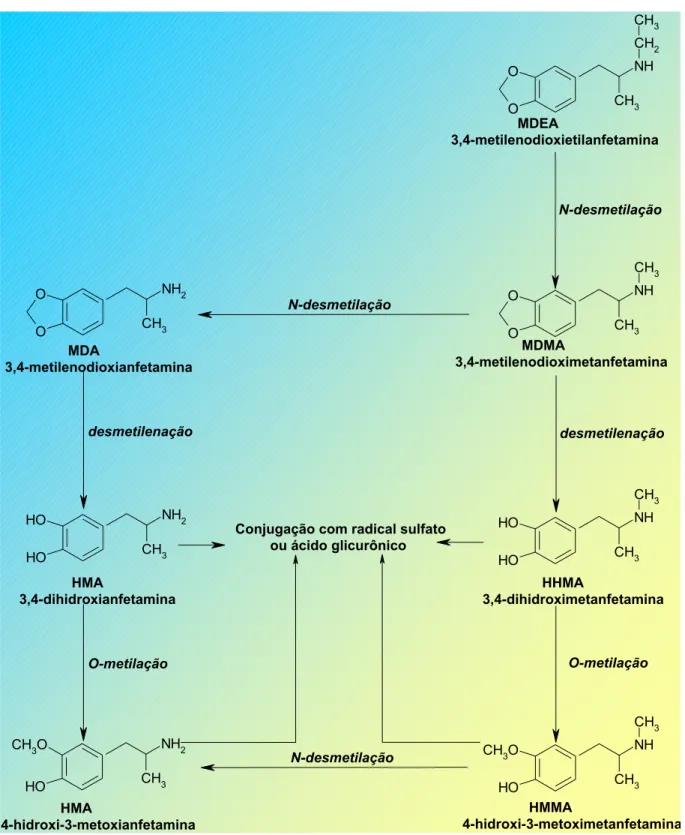 Figura 6. Biotransformação das metilenodioxianfetaminas (ORTUÑO et al., 1999; DE LA  TORRE; FARRÉ et al., 2000; KALANT, 2001; GREEN et al., 2003)