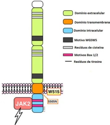 Figura 6 - Representação esquemática do MPL, receptor de trombopoetina 