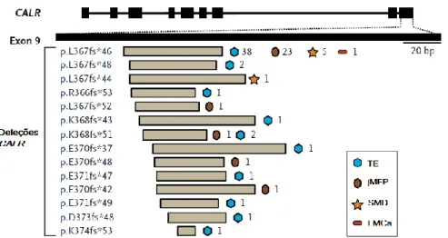 Figura 8 - Localização genômica das deleções CALR em NMP e SMD  