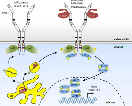 Figura 10 - Ligação da calreticulina mutada ao MPL e ativação da JAK2 na ausência de           trombopoetina