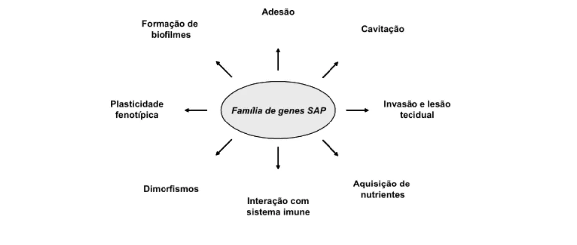 Figura  1.  Expressão  dos  genes  SAP  e  possíveis  ações  relacionadas  a  patogenicidade (adaptado de Naglik et al., 2004)