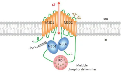 Figure 1.2:  CFTR structure at the plasma membrane. MSD, membrane spanning domains; RD,  regulatory  domain  (contains  multiple  phosphorylation  sites);  NDB,  nucleotide-binding  domain  (NDB1 harbors the most frequent CF-causing mutation, F508del) 10 
