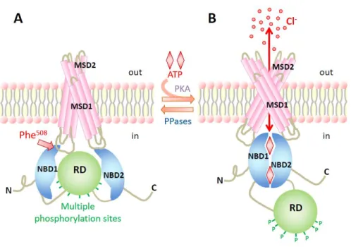 Figure  1.5:  Regulation  of  the  CFTR  chloride  channel  opening.  Schematic  model  showing  the  regulation  of  CFTR  through  cAMP-dependent  phosphorylation  of  the  R  domain  (RD)  and  ATP  binding and hydrolysis at the NBDs